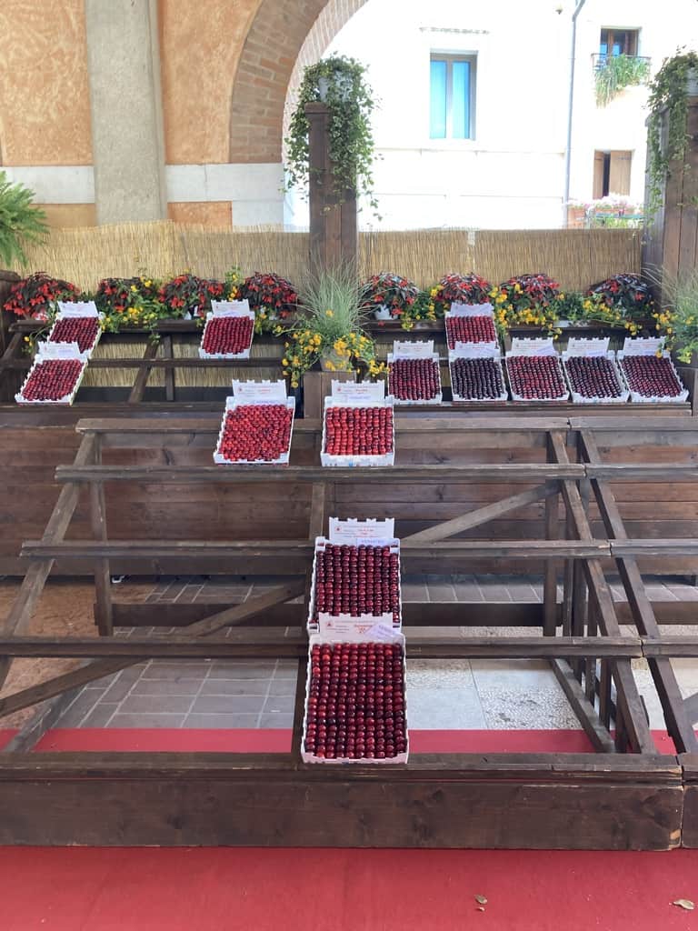 boxes of prized cherries in Marostica, Italy on a stadium seating style platform of wood that displays the cherries inside their boxes lined up perfectly one after the other (super plump, dark, bright red, and every color in between)