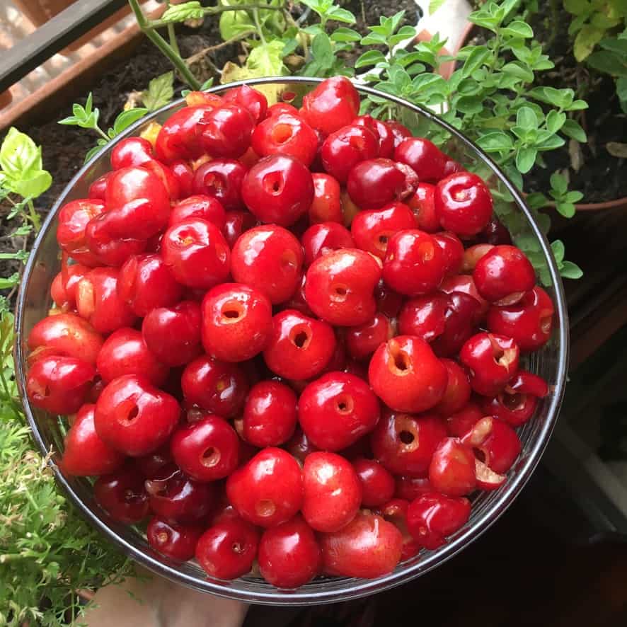 A bowl full of bright red pitted cherries.