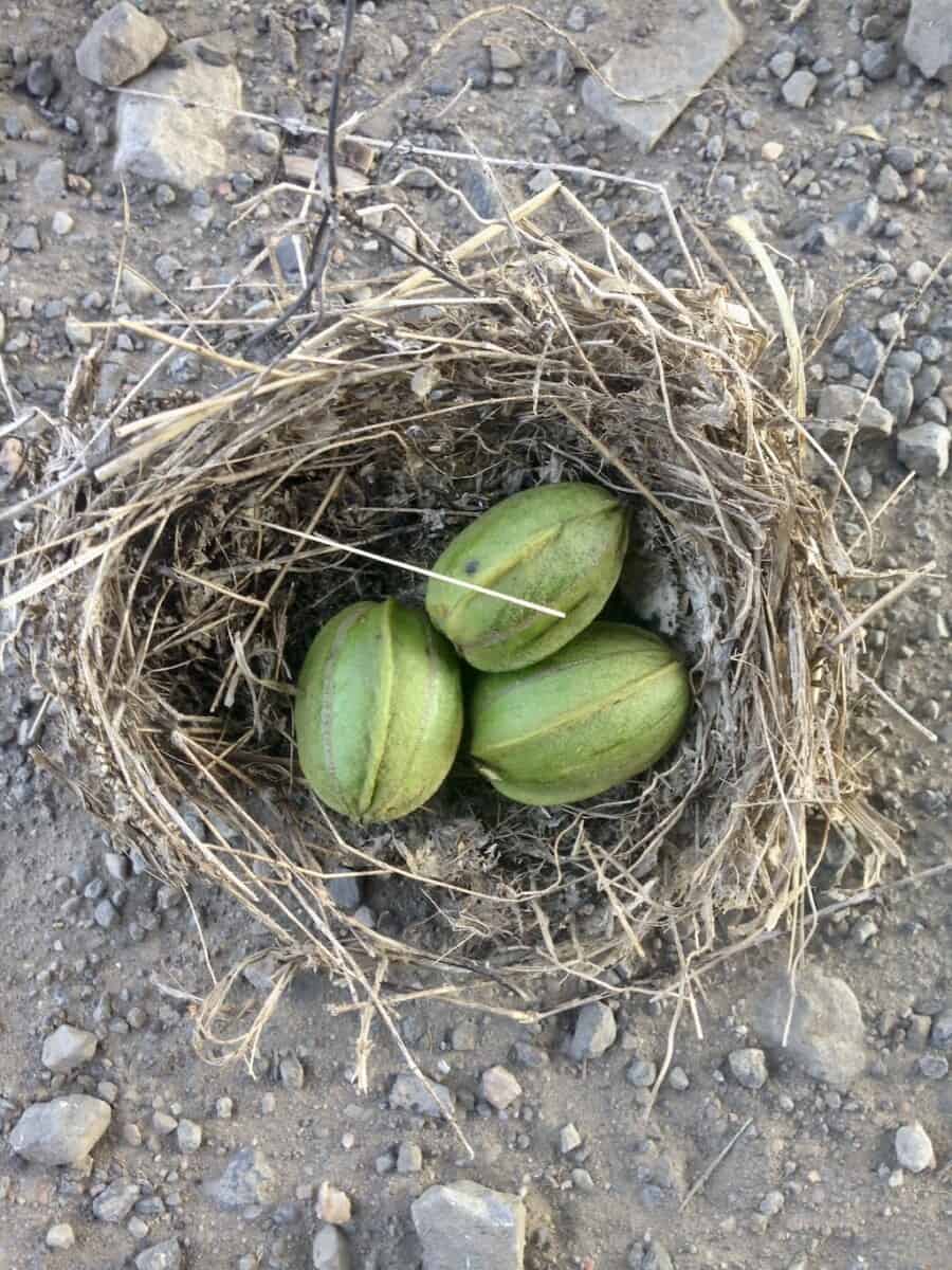 pecans in an old found birds nest under the the pecan tree