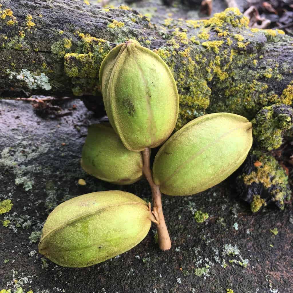 green pecans growing on the branch not yet ripe
