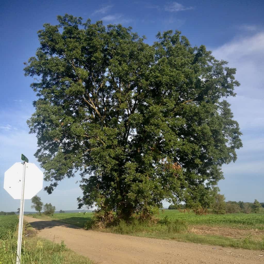 pecan tree in Arkansas, USA near where I'm from