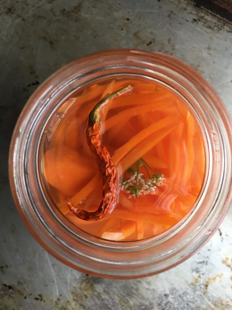 top down view of pickled spicky carrots with a dried sichuan bird's eye chili in the shape of a "J" on top and a small cilantro flower to the right