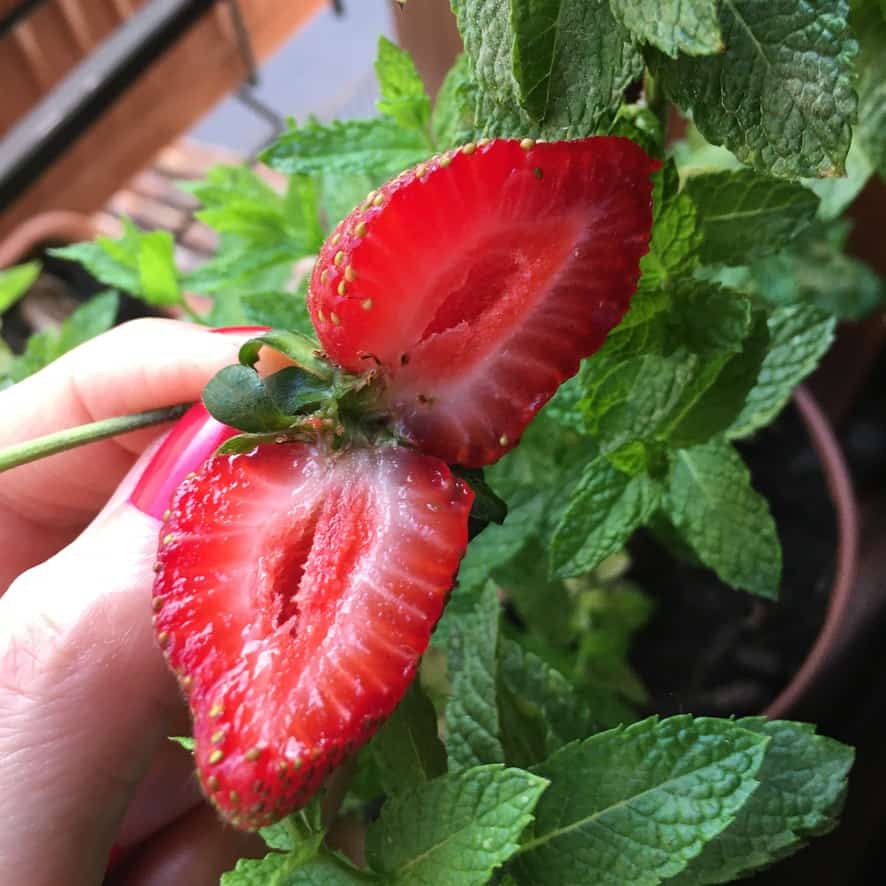 a closeup of a still intact strawberry that's been halved down the middle to expose it's red interior