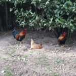 three beautifully colored chickens (one light beige and two dark brown and red) in the park under some bushes with the lighter beige chicken sitting in a shallow hole and the other two walking around