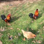 three beautifully colored chickens (one light beige and two dark brown and red) in the park walking around