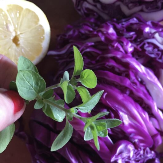 my hand holding a fresh oregano sprig with a lemon half and sliced purple cabbage in the background