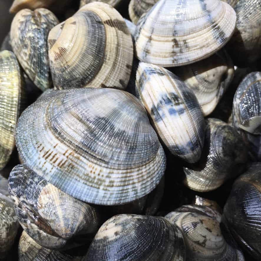 closeup of clams in the sunlight