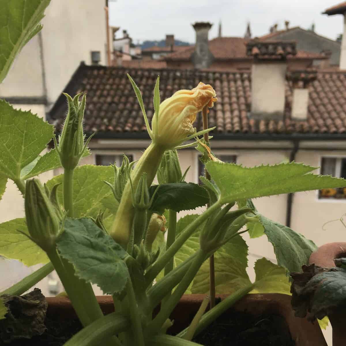 yellow squash blossoms on the vine growing out of my window box planters