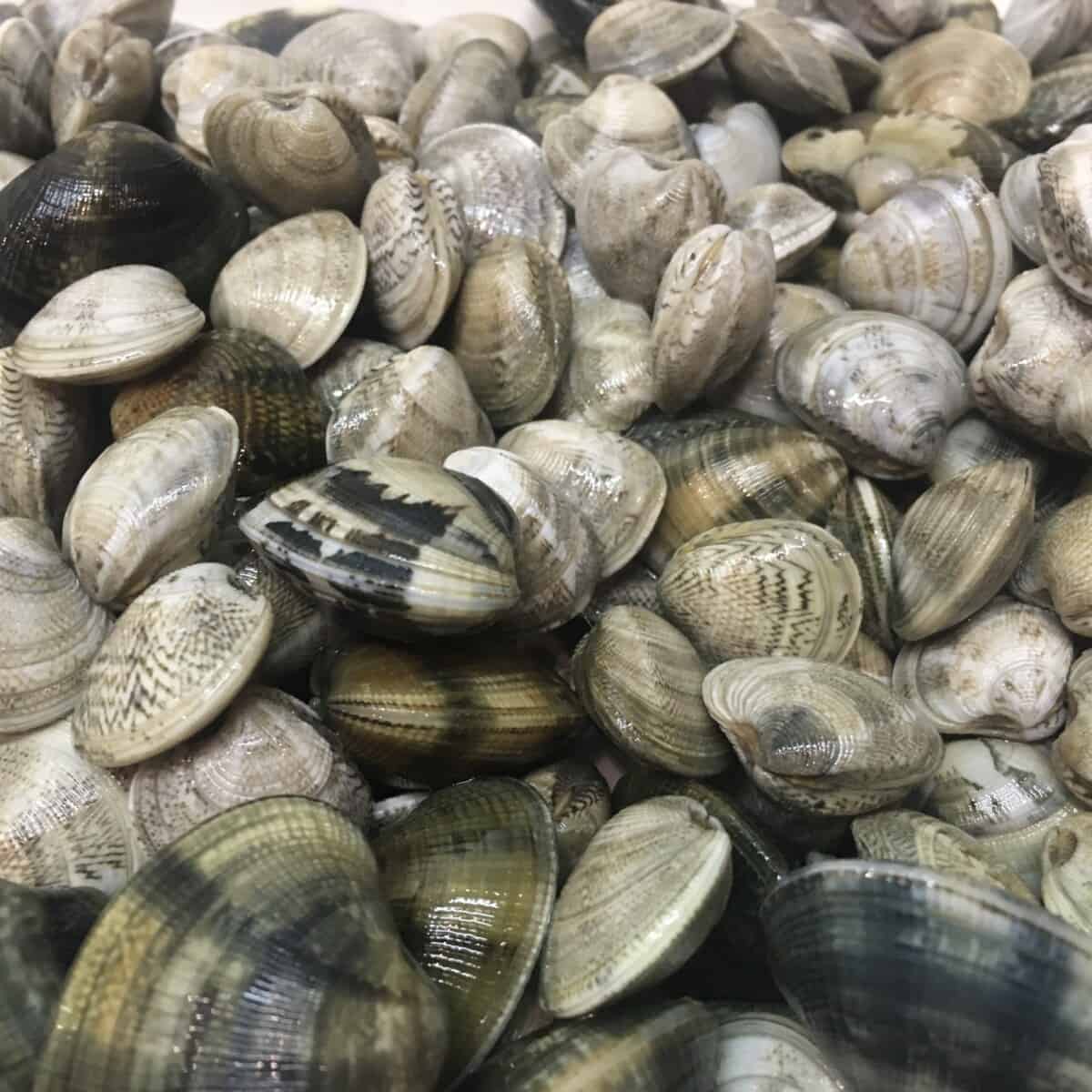 raw Veraci clams on a platter