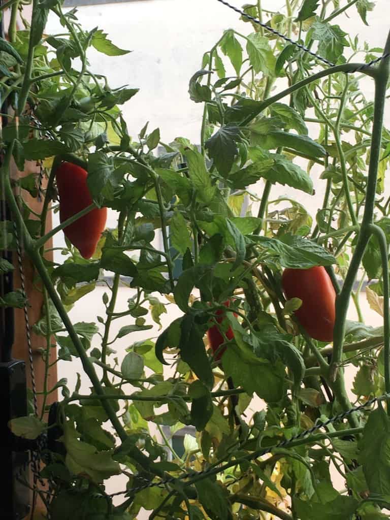 closeup of my window box planted Cornabel tomato plants red and ripe on the vine ready to be picked