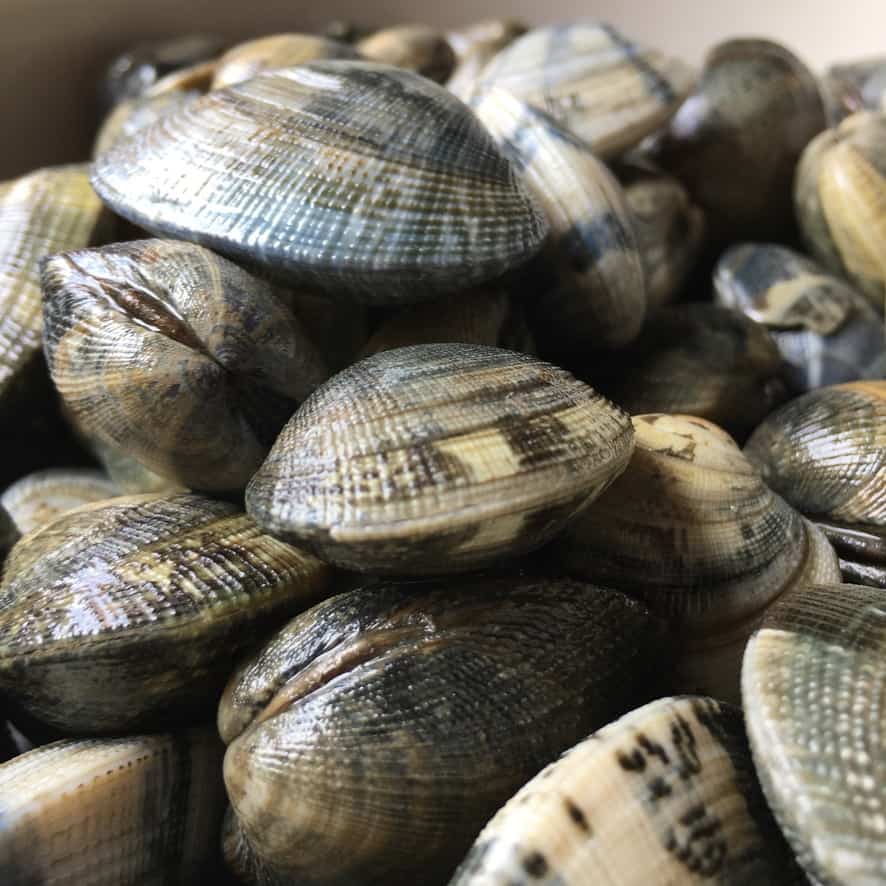 closeup of cleaned raw clams of varying colors