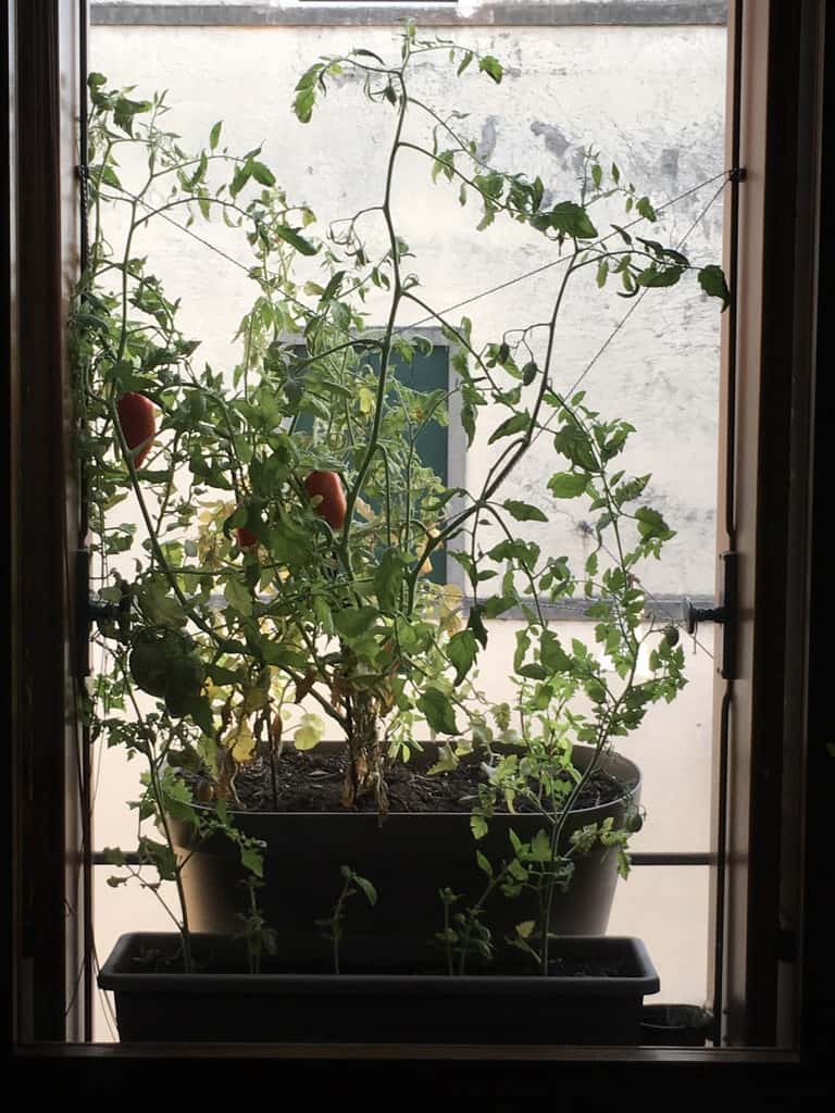 a view of my window with the large window box planter containing an even larger tomato plant