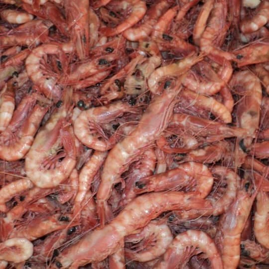 a closeup of piles of very raw red shrimp