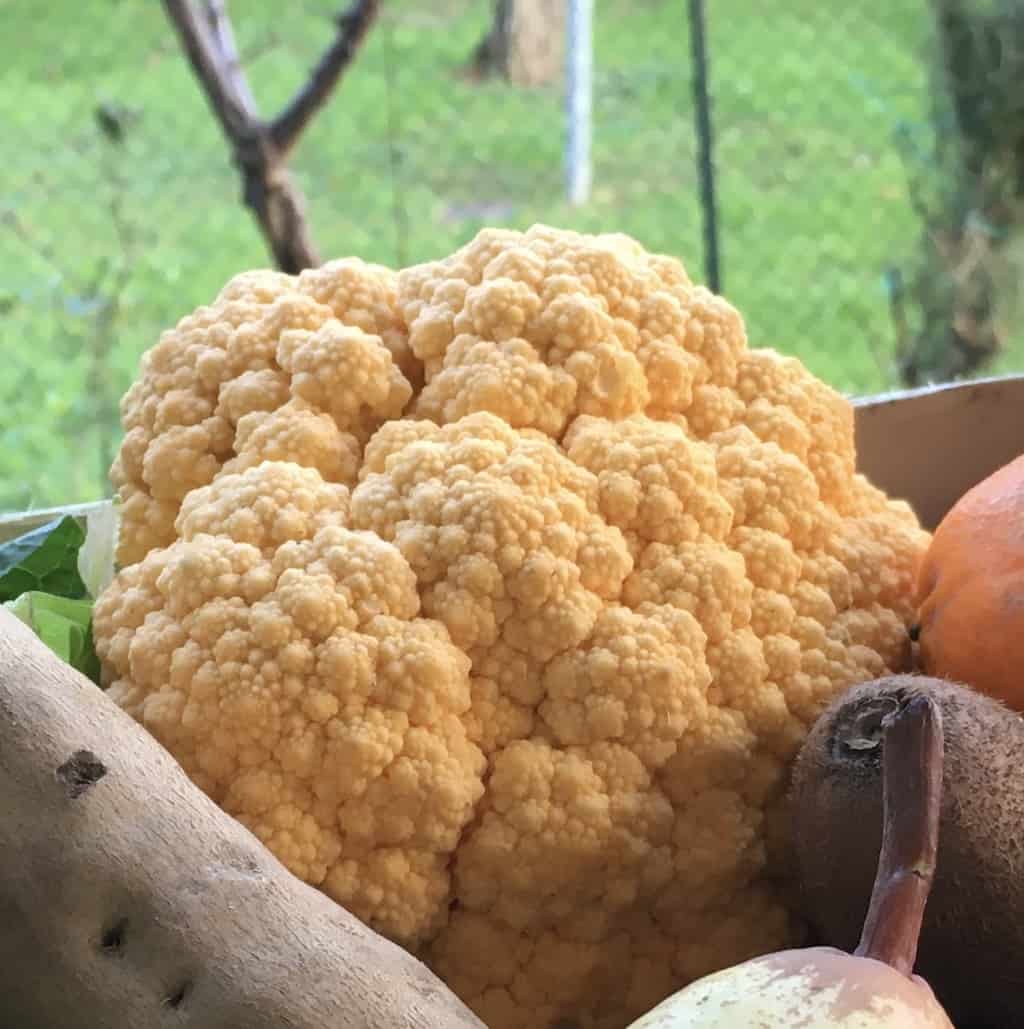 whole head of orange cauliflower in a basket outside