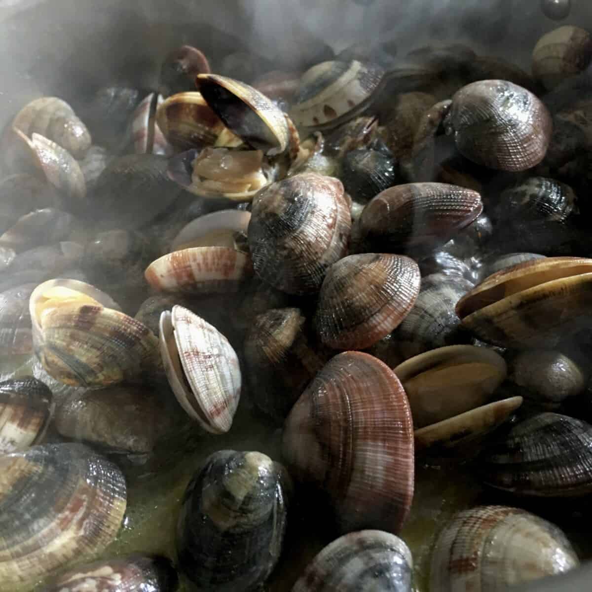 clams just beginning to steam open