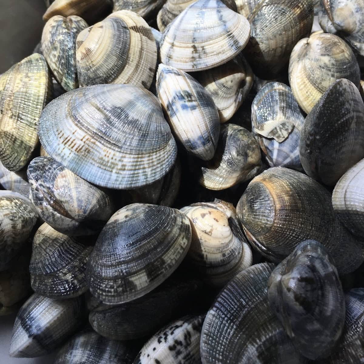 Fresh vongole veraci clams with deeply ridged shells in blues, violets, whites and yellow stripes for cooking clams in pasta.
