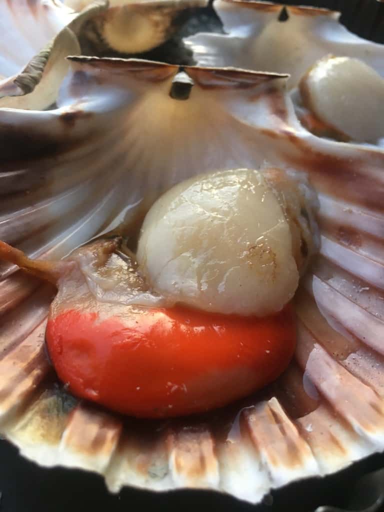 single raw scallop in the shell waiting to be prepped for cooking