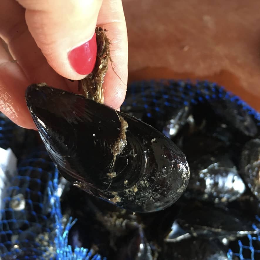 my hand holding a broken mussel