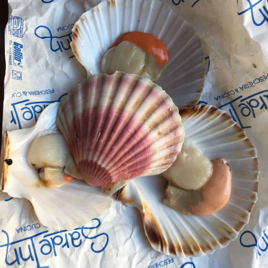4 scallops on the half shell with one pink and white shell flipped over so you can see it's beautiful colors