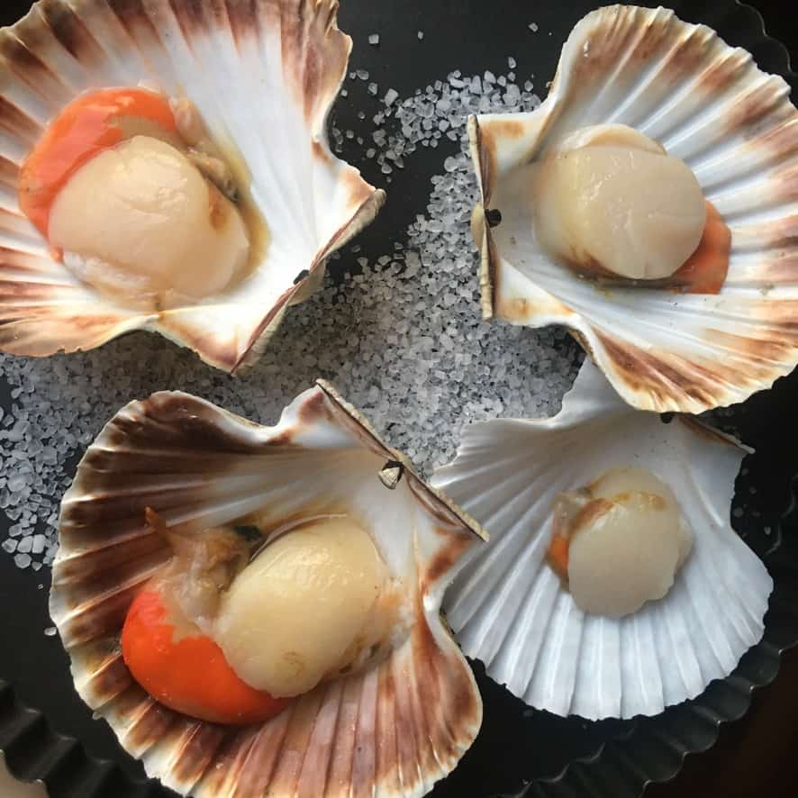 four diver sea scallops still in their shells with the coral colored