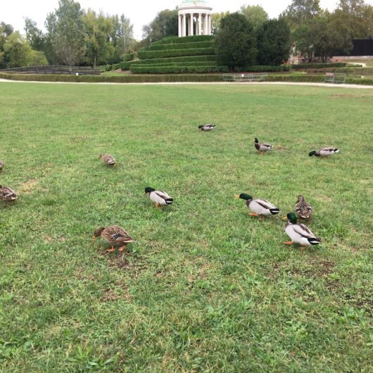 various duck breeds on the open and very green park grounds looking for food with an ancient Palladio domed structure "gazebo" in the background with terraced garden wrapping around it, trees and an arched bridge leading to the gazebo with a small lake