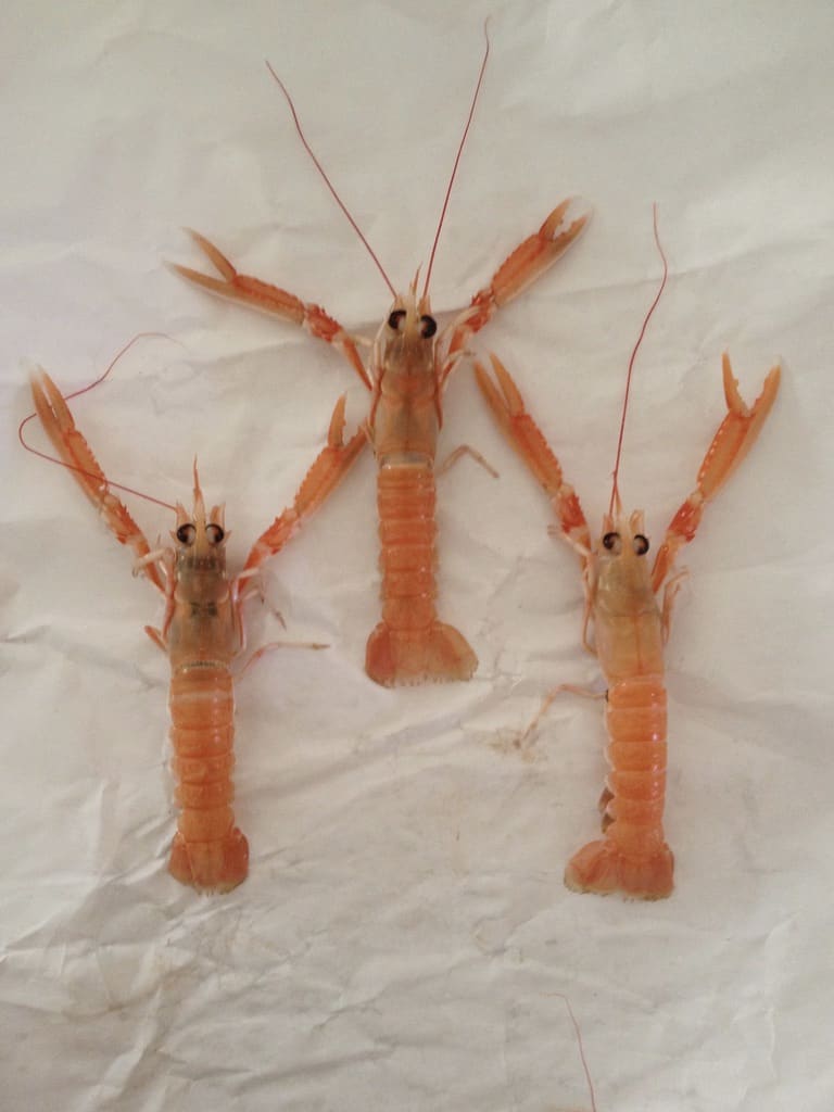 3 langoustine (scampi) crustacean in a formation where the one in the middle is higher than the other two it's flanked by on either side with their "arms" stretched upwards and out