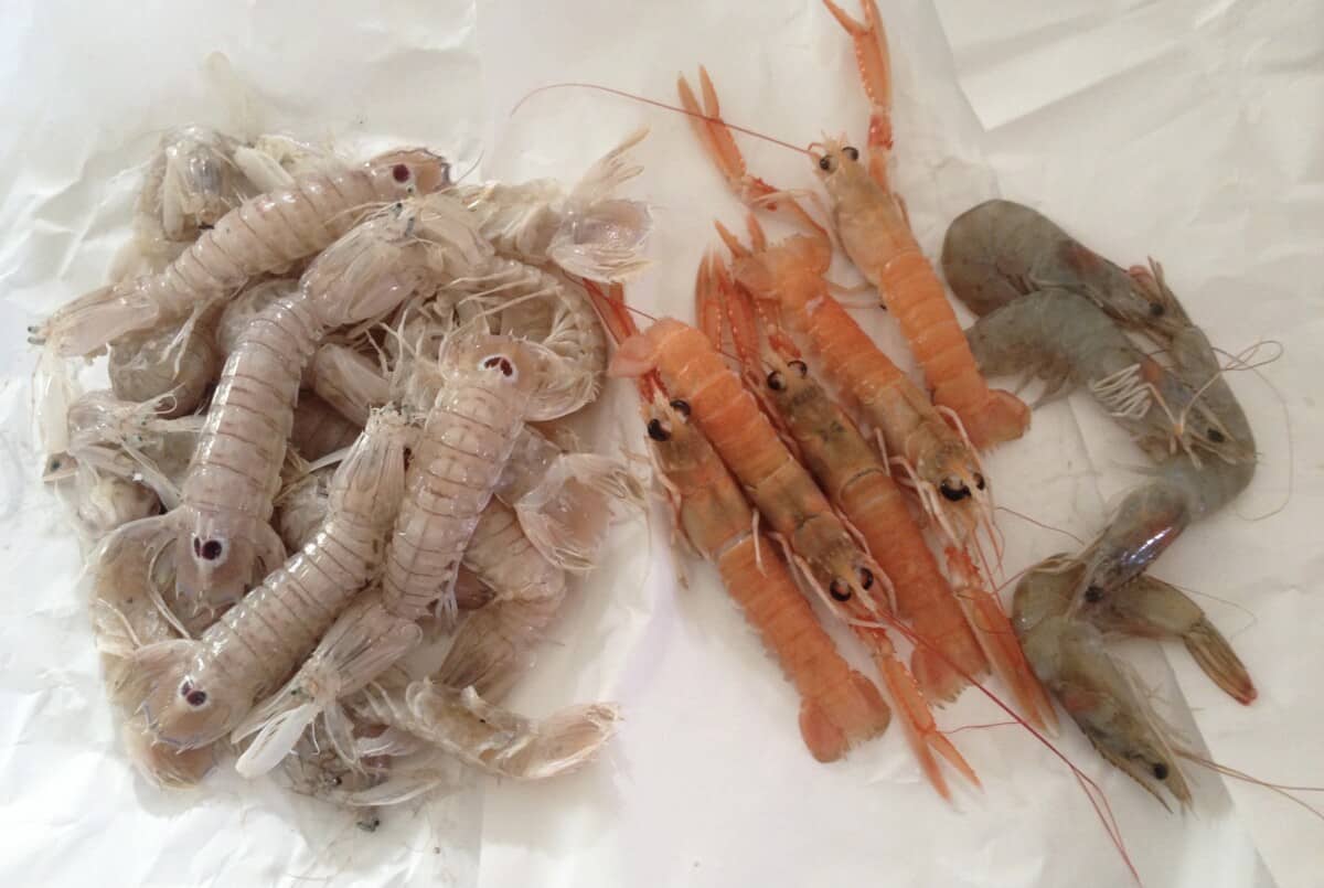 raw Italian langoustine scampi, local shrimp, and panocchia crustacean