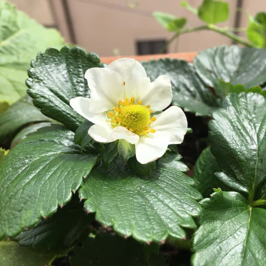 strawberry plant blooming in my window box planters with a white bloom and a green strawberry emerging from the center