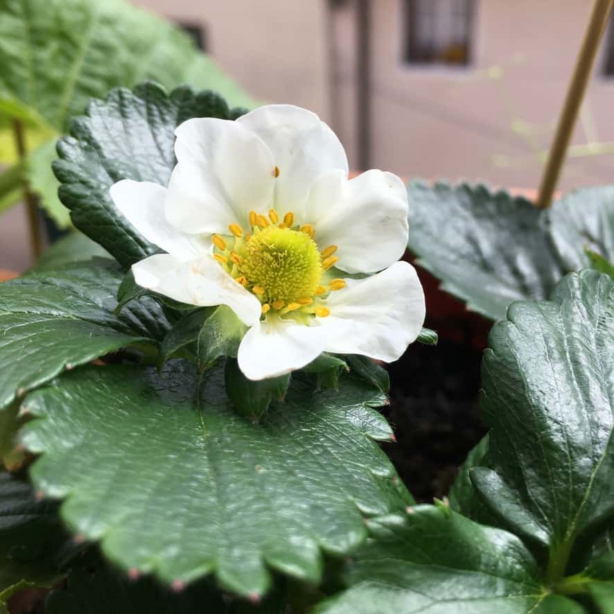 strawberry blooms growing in my window box planters