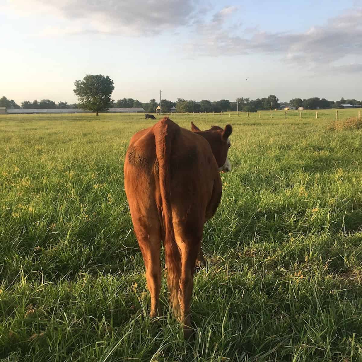 Arkansas cow walking away from me in a green pasteur on my cousin's farm.