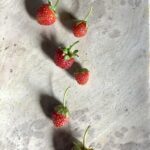 baby Italian wild strawberries for garnish