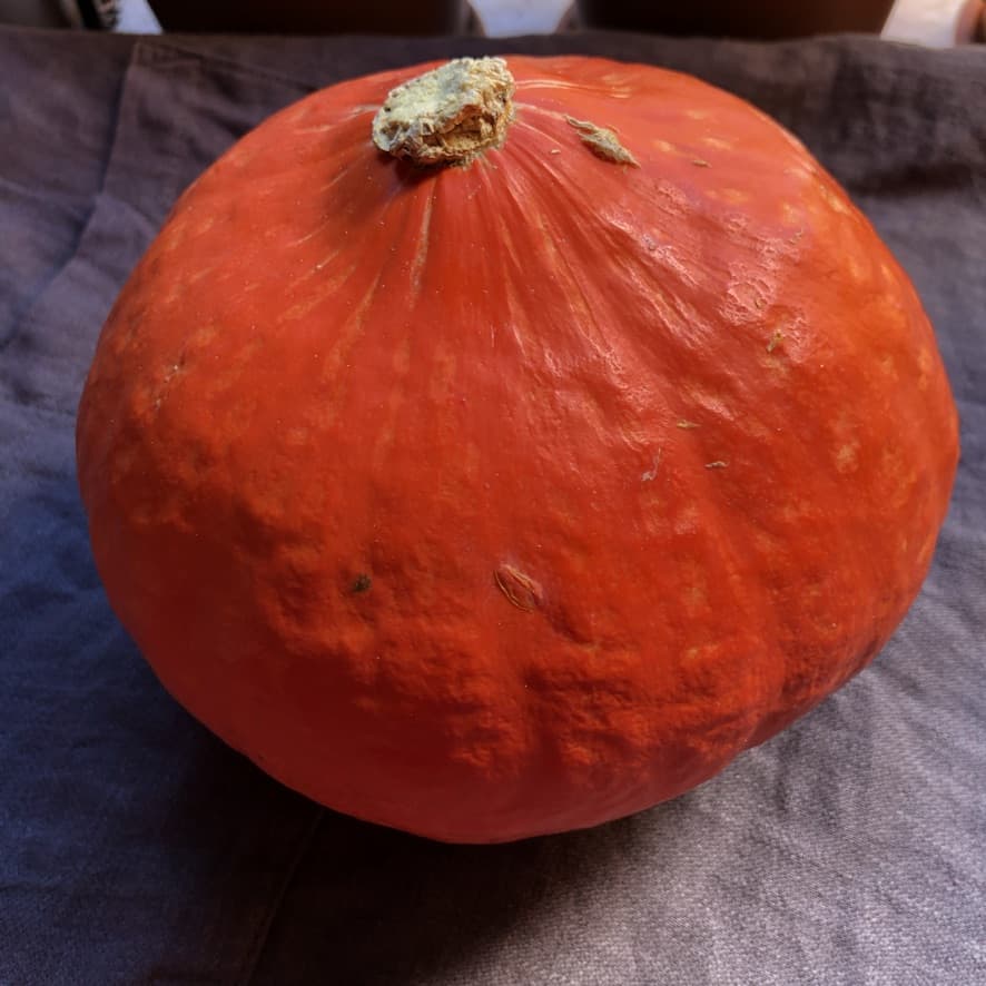 A small'ish round whole bright red-orange Hokkaido pumpkin on a grey linen apron.