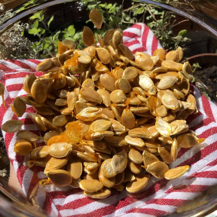 pumpkin seeds in a bowl removed from the pumpkin