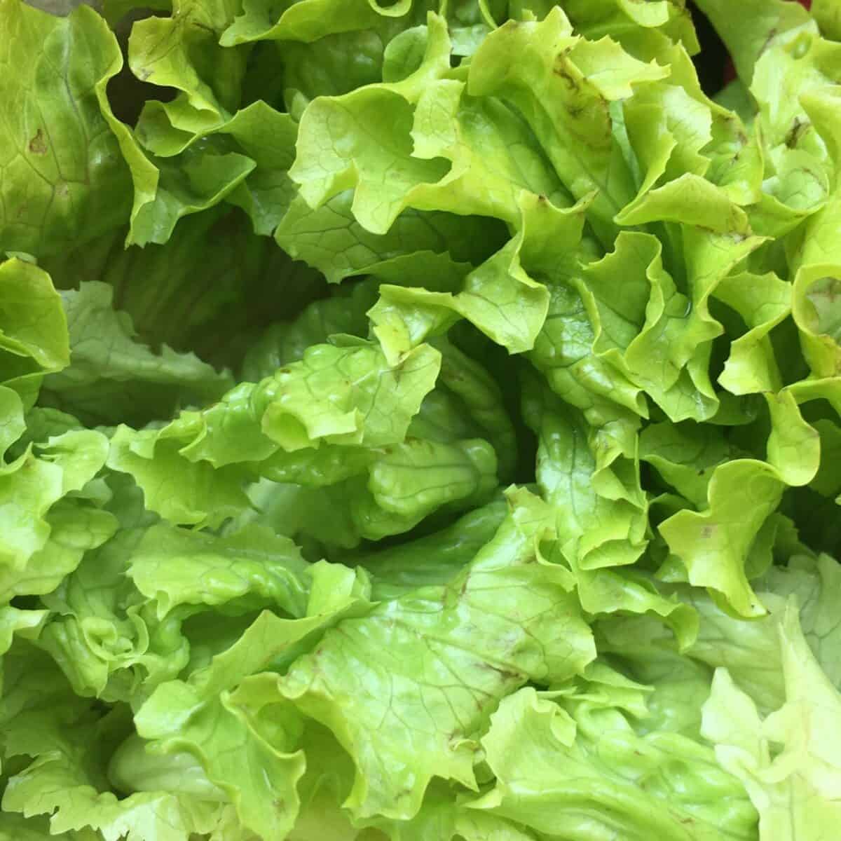 bright green fresh lettuce leaves