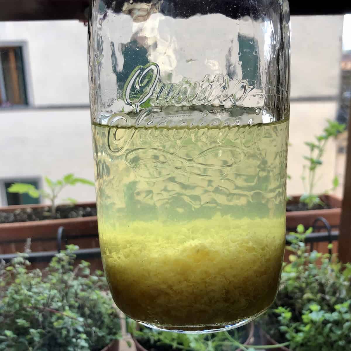 Lemon zest and 95% pure grain alcohol combined in a jar still looking very clear and ready to cure, homemade limoncello recipe infusion before the zest releases its oils and color.
