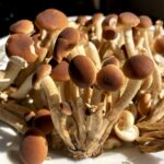 fresh pioppini mushrooms clusters on a platter with a fairytale appearance of velvety brown tops and cream colored stems