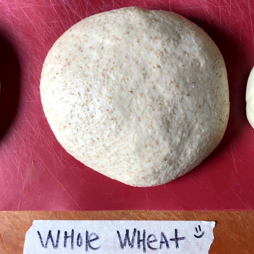 A very fluffy whole wheat dough ball after rising for the last 30 minutes.