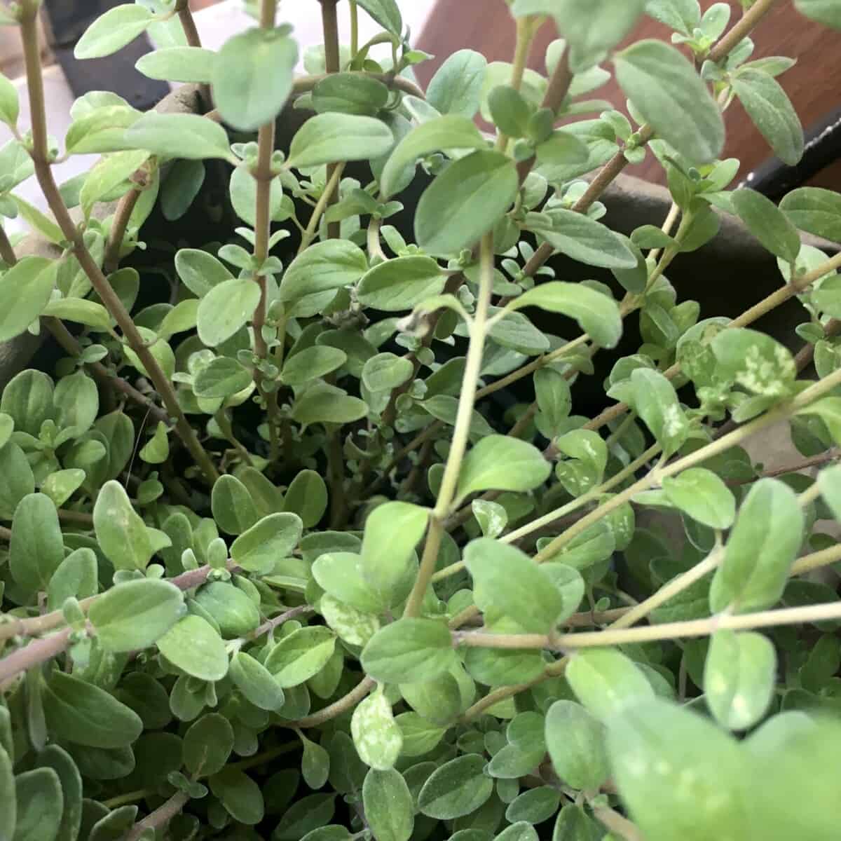 Fresh oregano up close in plant in my window box.