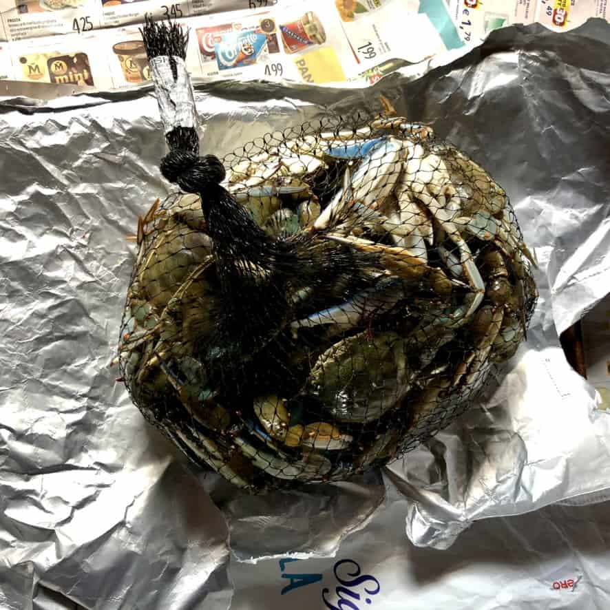 A net full of Italian blue crabs after getting them home.