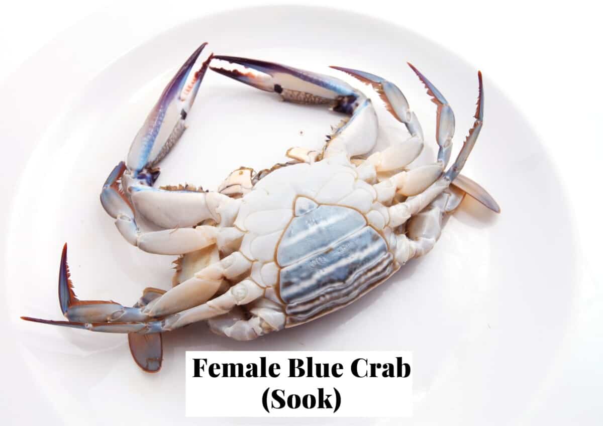 A female sook or blue crab in a pasta plate showing it's apron (underbelly area) where it is more like the shape of a pyramid as compared to the narrow jimmy apron that resembles the washington monument.