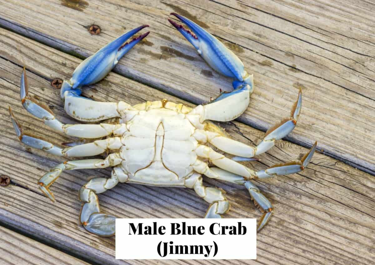 Male blue crab also known as a Jimmy crab showing the apron (underside) that is narrow and thin like the shape of the Washington Monument.