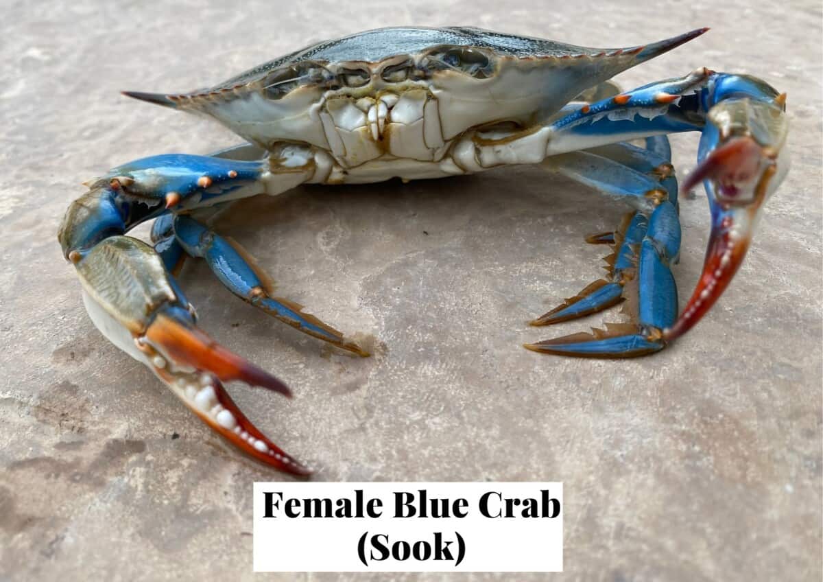 Female blue crab on the beach with red claws and bright blue shell.