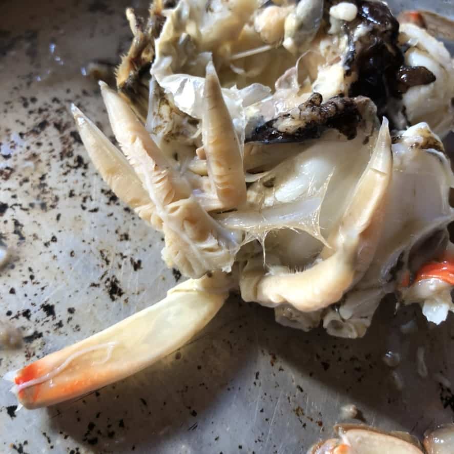'Dead man's fingers' inside a cooked blue crab about to be removed.