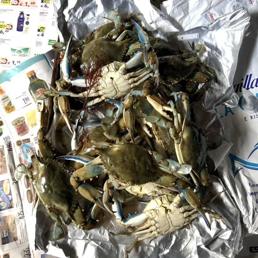 blue crabs just removed from their netting they were purchased in and lying on top of newspaper.