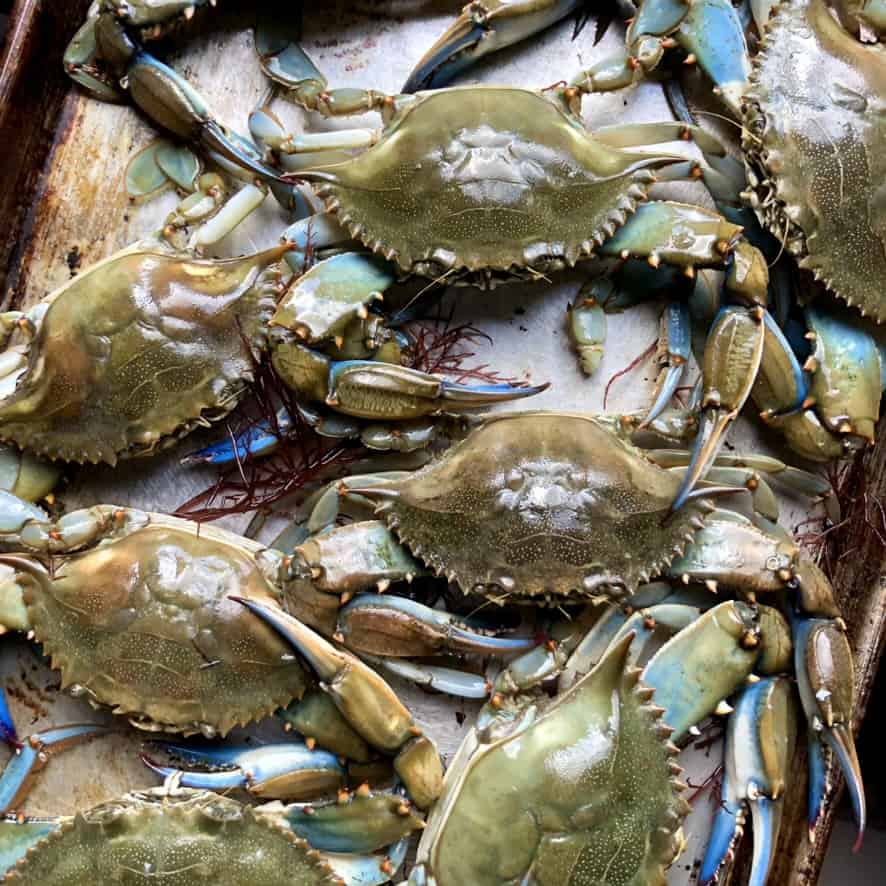 Raw blue crabs on a sheet pan before being cooked.