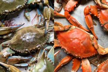 A side by side photo of raw blue Italian crabs on the left and bright orange cooked Italian crabs on the right.