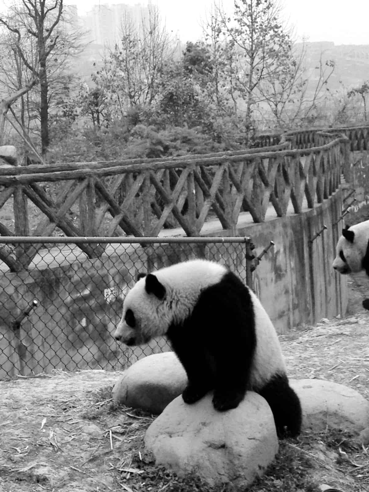 A live giant panda in Chengdu, China.
