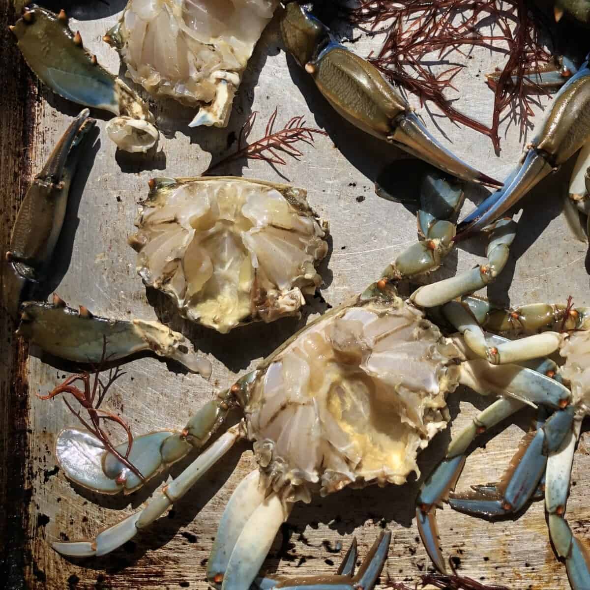 How to clean blue crabs for boiling.