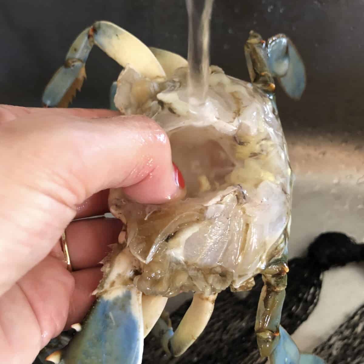 Running water over the inside of a raw crab to clean it after removing the gills, liver, and pancreas.