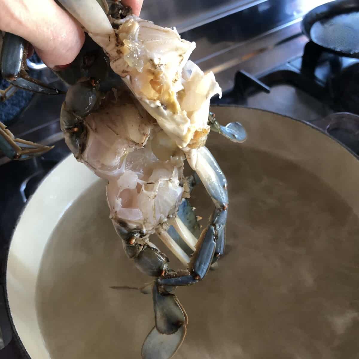 adding cleaned blue crab to the crab boil.